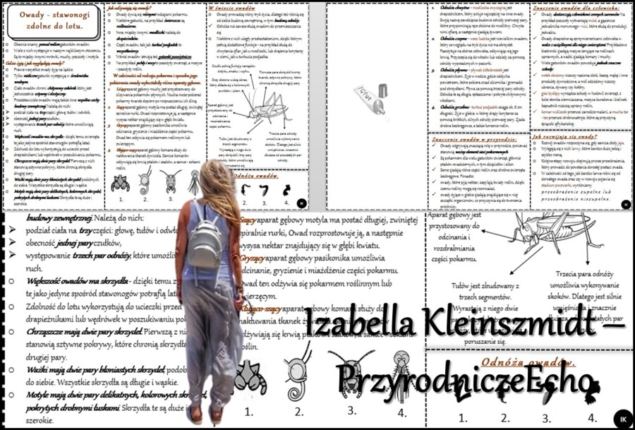 Książeczka/sketchnotka/notatka/wklejka/streszczenie dla ucznia i przypomnienie dla nauczyciela/edukacja domowa/materiał w pigułce. Temat „Owady-stawonogi zdolne do lotu” w pdf. Biologia 6, dział „Stawonogi i mięczaki”. Nowość 2024/2025.