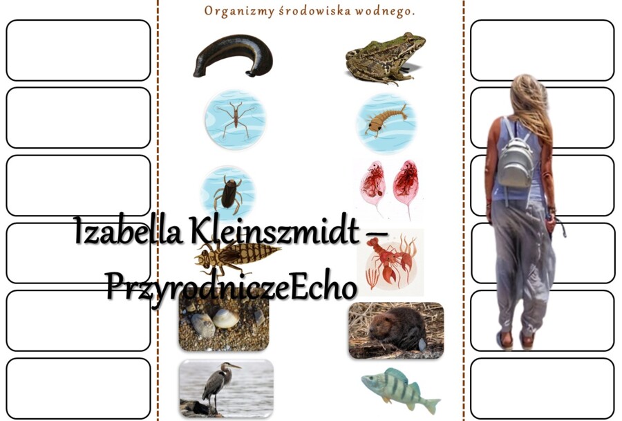 Notatki okienkowe/stacje zadaniowe/notatki/notatki graficzne/karty pracy/sketchnotki/materiał do zalaminowania do działu „Odkrywamy tajemnice życia w wodzie i na lądzie” w pdf. Przyroda 4.