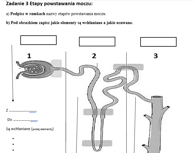 Karta pracy - Układ wydalniczy, Jak powstaje mocz?