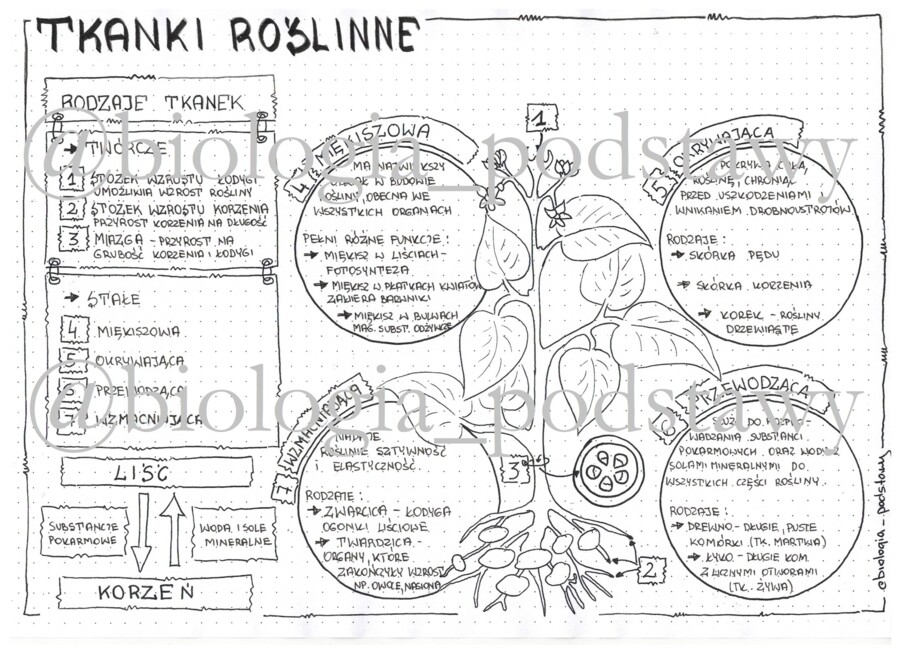 Klasa 5 - Tkanki roślinne - sketchnotka