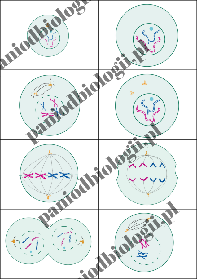 Fiszki - cykl komórkowy, mitoza, mejoza