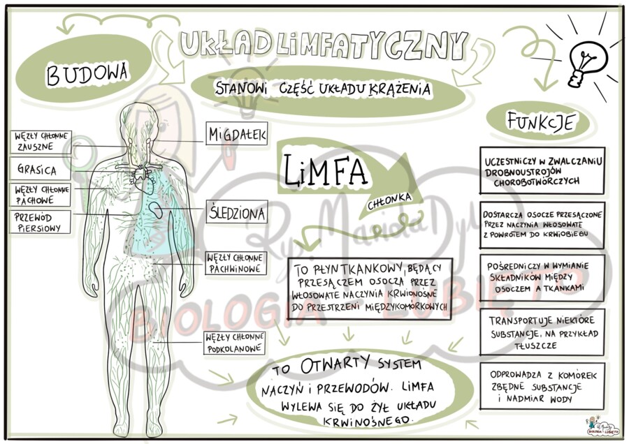 Klasa 7. Układ limfatyczny. Notatka wizualna.