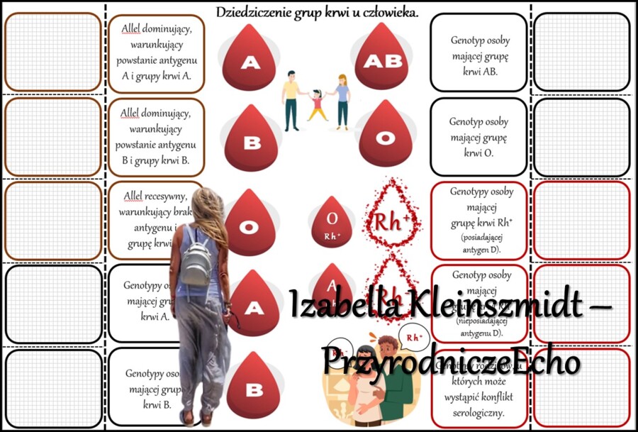 Notatka okienkowa/stacja zadaniowe/notatka/notatka graficzna/karta pracy/sketchnotka „Dziedziczenie grupy krwi”, „Jak zapisać krzyżówkę genetyczną?” w pdf. Biologia 8 dział „Genetyka”. Materiał wykonany na podstawie podręcznika z wydawnictwa Nowa Era – n