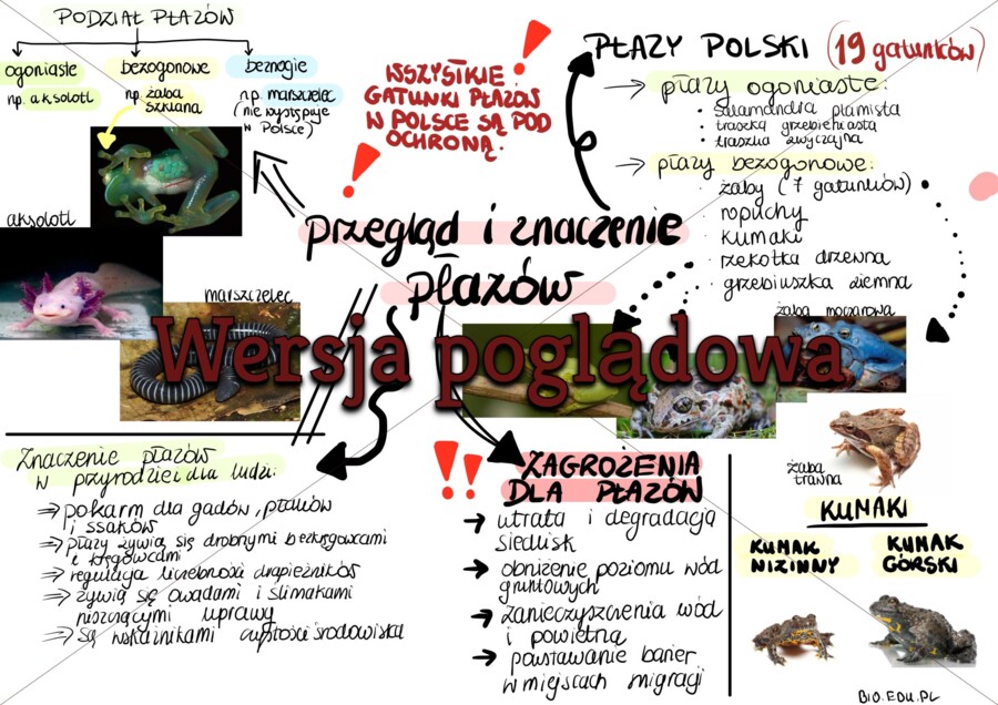 Sketchnotka - Przegląd i znaczenie płazów - klasa 6