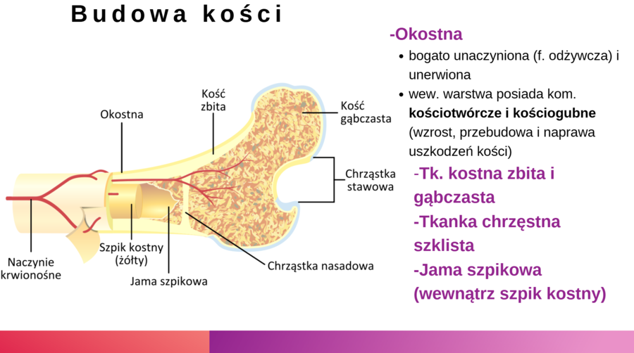 Układ ruchu KLASA 3 ROZSZERZENIE BIOLOGIA