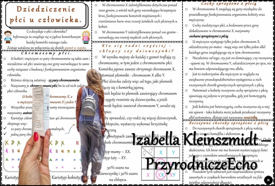 Książeczka/sketchnotka/notatka/wklejka/streszczenie dla ucznia i przypomnienie dla nauczyciela/edukacja domowa/materiał w pigułce. Temat „Dziedziczenie płci u człowieka” w pdf. Biologia 8, dział „Genetyka”. Nowość 2024/2025.