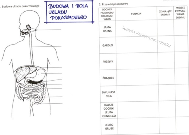 Budowa i rola układu pokarmowego (karta pracy)
