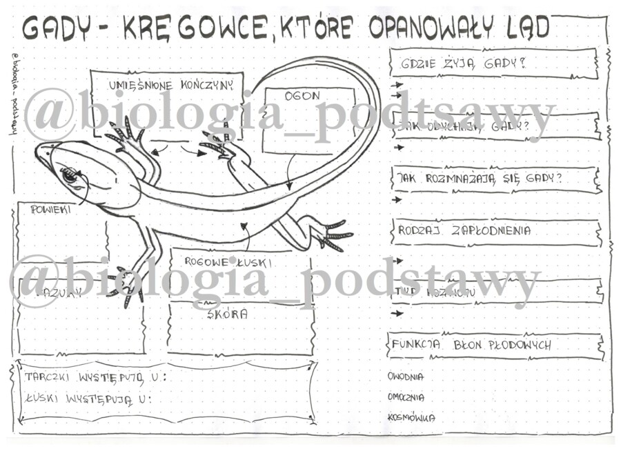 Klasa 6 - Gady - karta pracy
