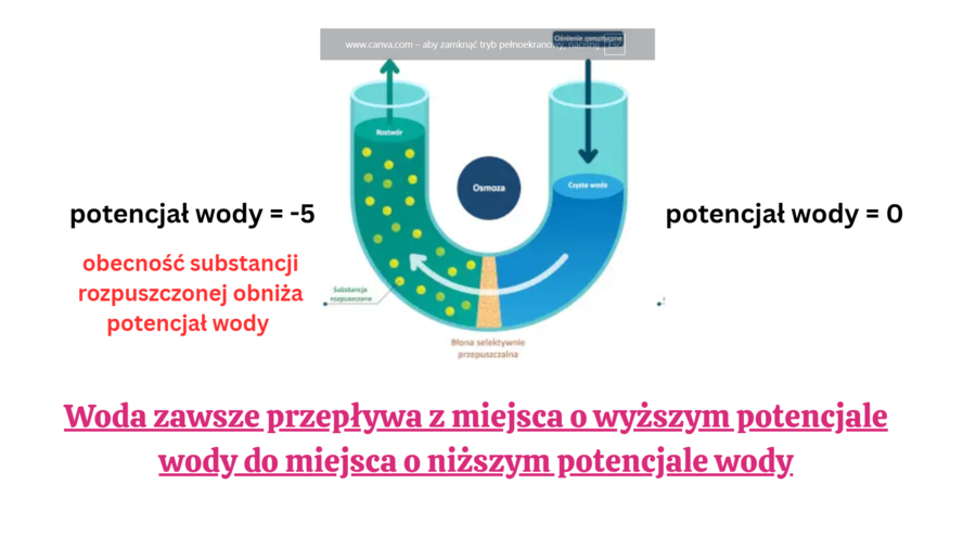 funkcjonowanie roślin KLASA 2 BIOLOGIA ROZSZERZONA