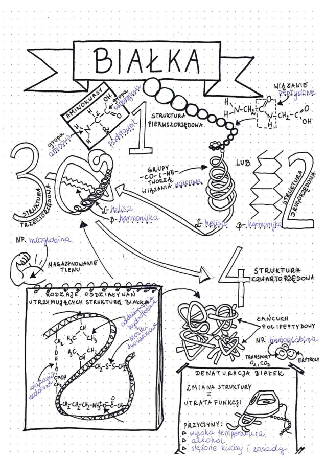 Poziomy organizacji białek