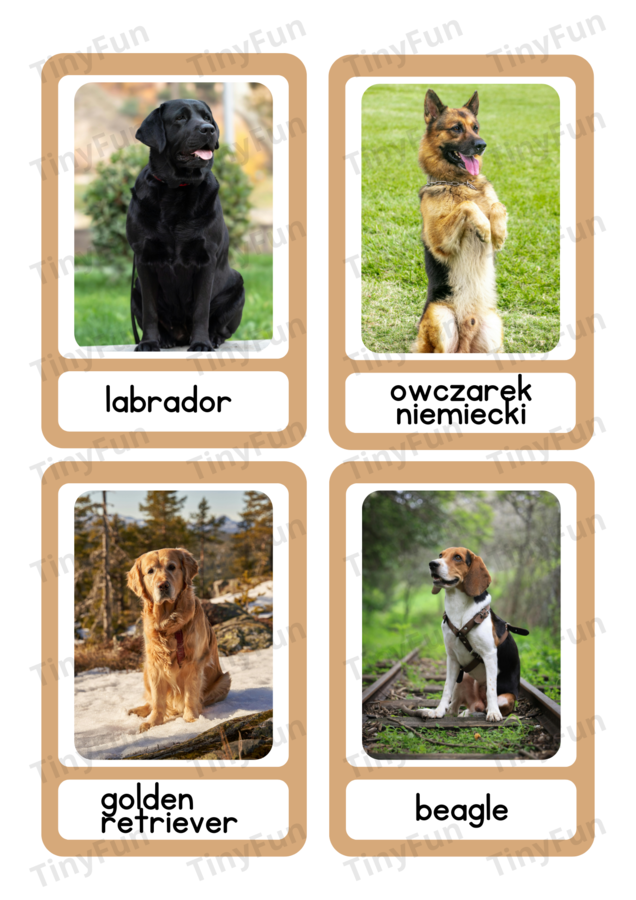 🐶 Rasy Psów – Karty Edukacyjne