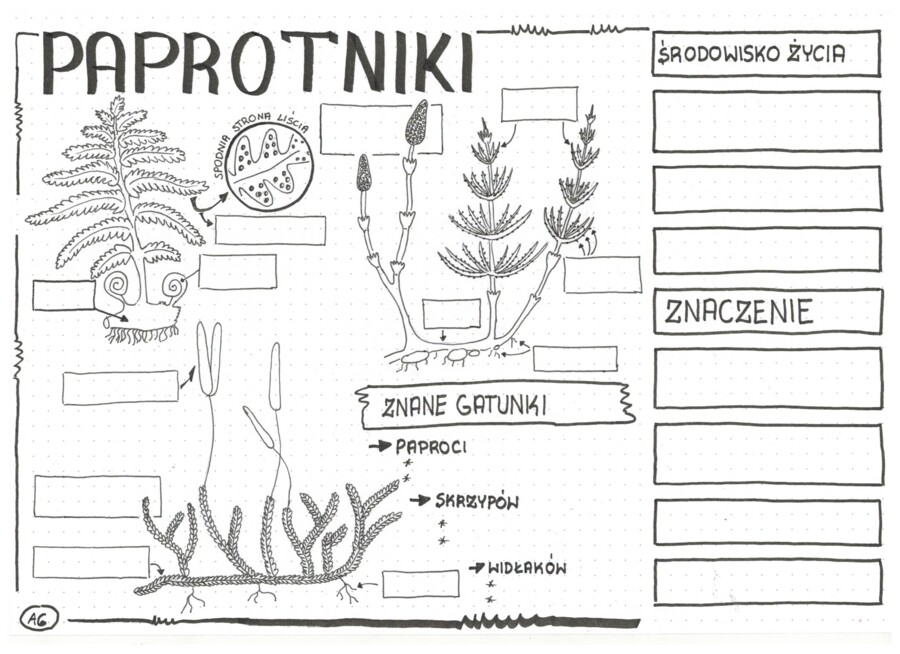 Paprotniki - klasa 5 - KP