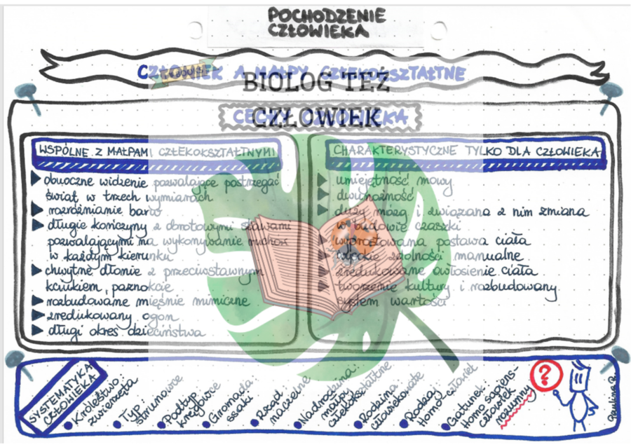 EWOLUCJONIZM (pochodzenie człowieka) - kolor