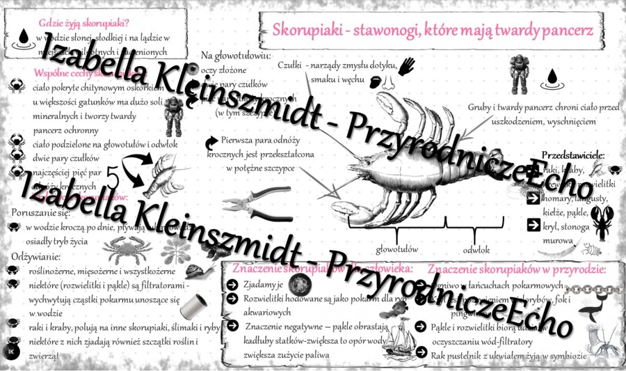 Sketchnotka - notatka „Skorupiaki - stawonogi, które mają twardy pancerz” wykonana w power point do edycji. Biologia 6; „Stawonogi i mięczaki”