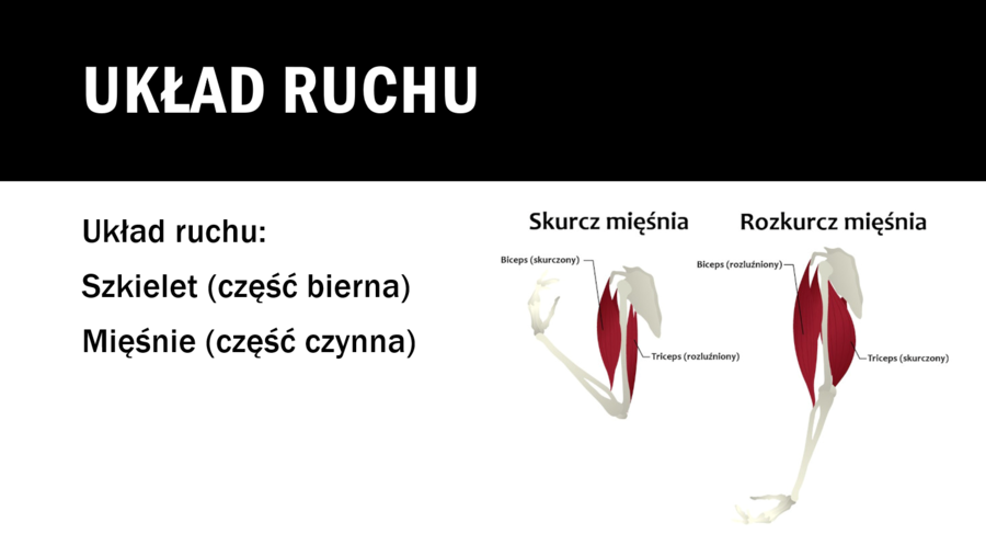 Aparat ruchu KLASA 2 PODSTAWA BIOLOGIA