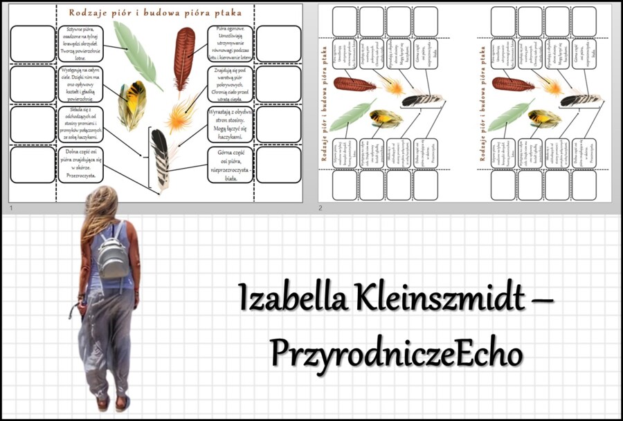 Notatka okienkowa „Rodzaje i budowa pióra” w pdf. „Ptaki-kręgowce zdolne do lotu”, Biologia 6 dział „Kręgowce stałocieplne”.
