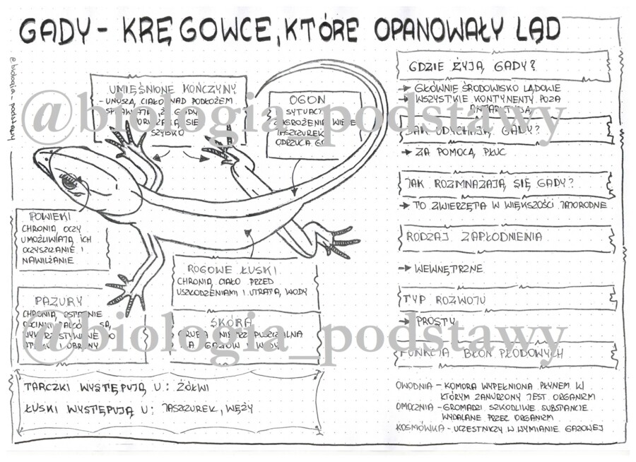 Klasa 6 - Gady - sketchnotka