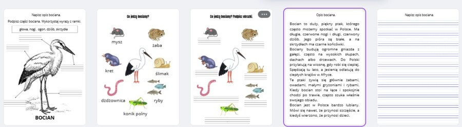 Bocian - części ciała, opis, pożywienie bociana