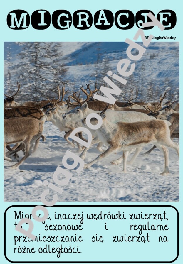 Zima - Wszystko o reniferach