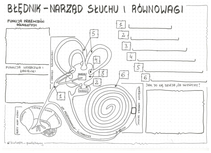 Ucho - klasa 7 - KP do uzupełnienia