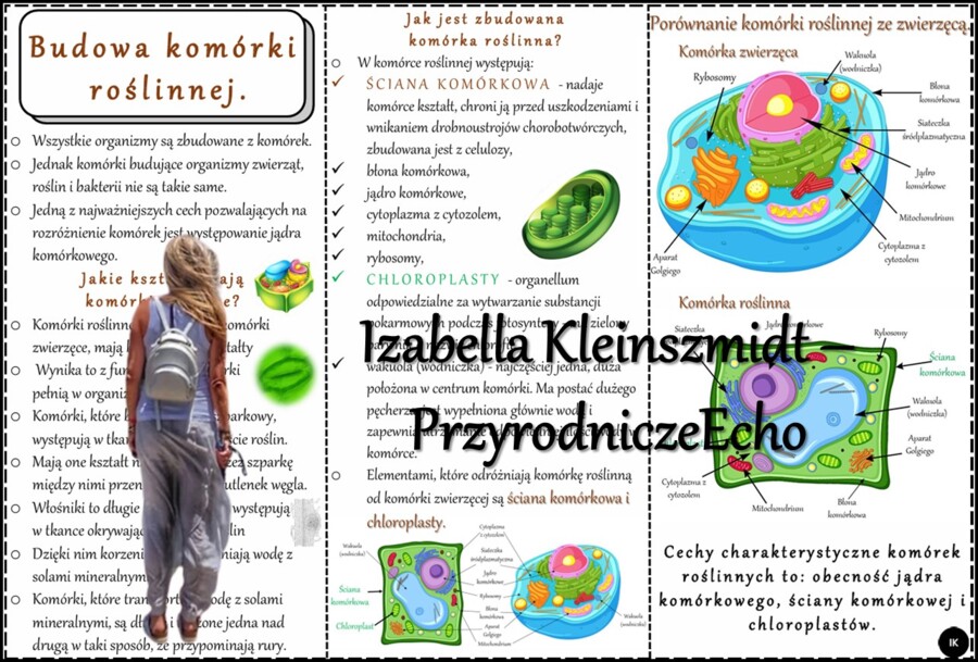 Książeczka/sketchnotka/notatka/wklejka/ściąga dla ucznia i przypomnienie dla nauczyciela/edukacja domowa. Temat „Budowa komórki roślinnej. Porównanie komórki roślinnej z zwierzęcą” w pdf. Biologia 5, dział „Budowa i czynności życiowe organizmów”. Nowość 