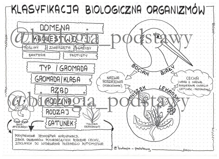 klasa 5 - Klasyfikacja organizmów - sketchnotka