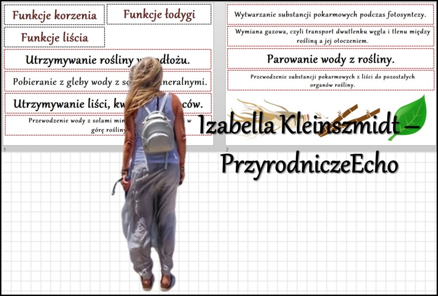 Materiał do zalaminowania/praca w grupach/stacje zadaniowe/układanka/puzzle „Funkcje korzenia, łodygi i liścia"” w pdf. Biologia 5, dział „Tkanki i organy roślinne ”.