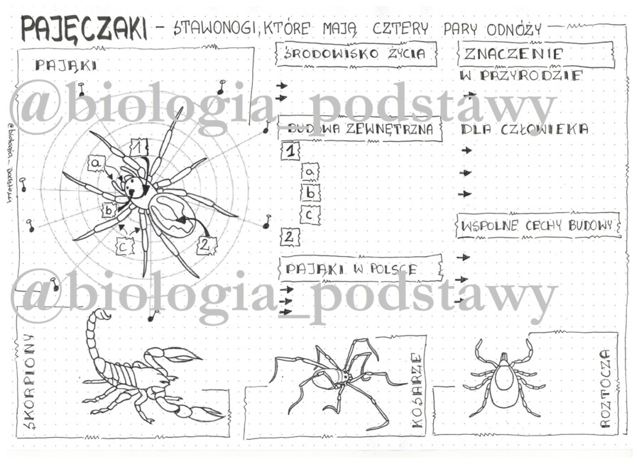 Klasa 6 - Pajęczaki - karta pracy
