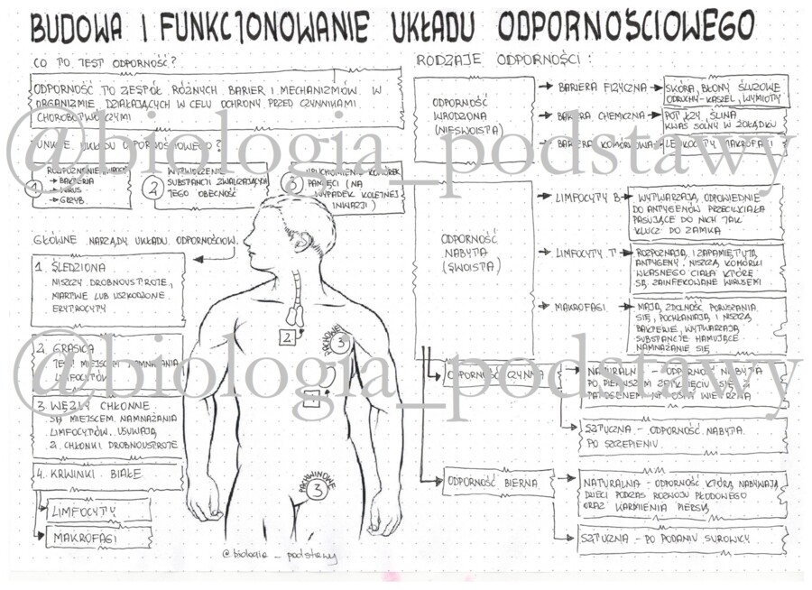 Klasa 7 - Układ odpornościowy - sketchnotka