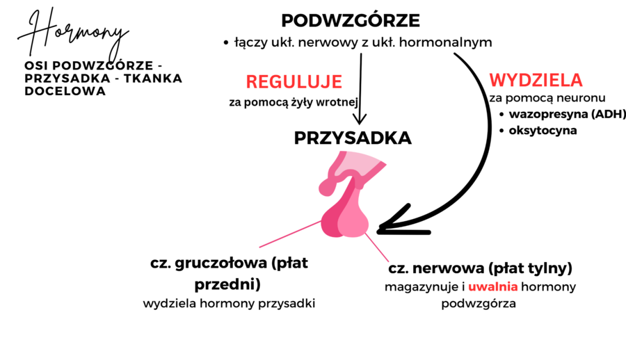 Układ hormonalny 3 KLASA ROZSZERZENIE BIOLOGIA