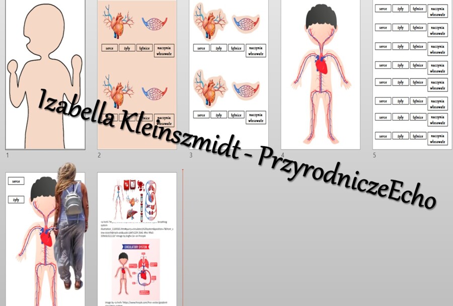 Budowa układów narządów człowieka – układanki do zalaminowania. Przyroda 4 / Biologia 7. Układy narządów człowieka. Przyroda 4, „Odkrywamy tajemnice ciała człowieka”.