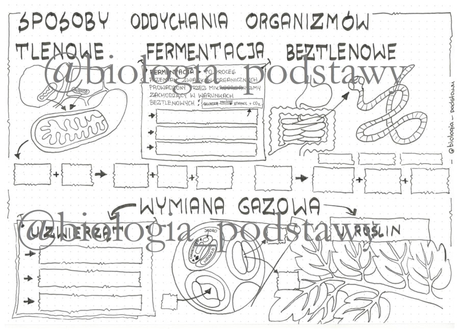 Klasa 5 - Sposoby oddychania organizmów - sketchnotka
