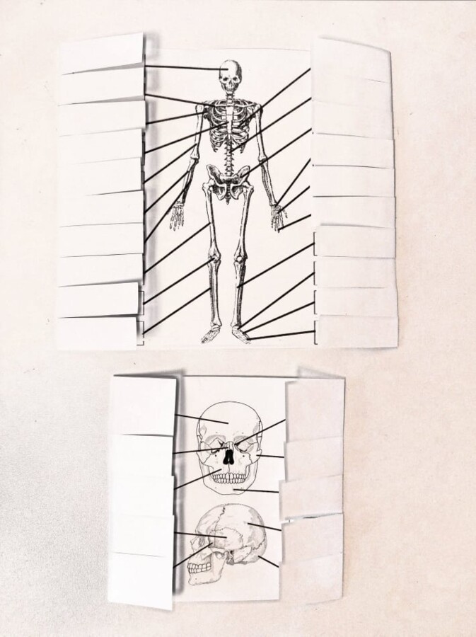 Kości człowieka - okienkowa notatka
