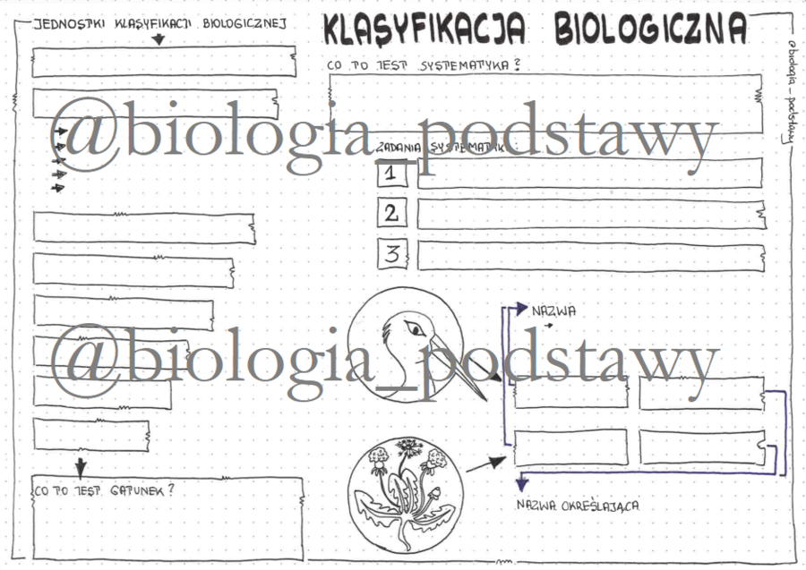 Klasa 5 - Klasyfikacja biologiczna - KP