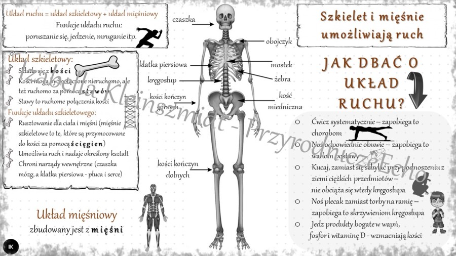 Sketchnotka „.Szkielet i mięśnie umożliwiają ruch” w power point do edycji, PRZYRODA do klasy 4 – dział IV „Odkrywamy tajemnice ciała człowieka”