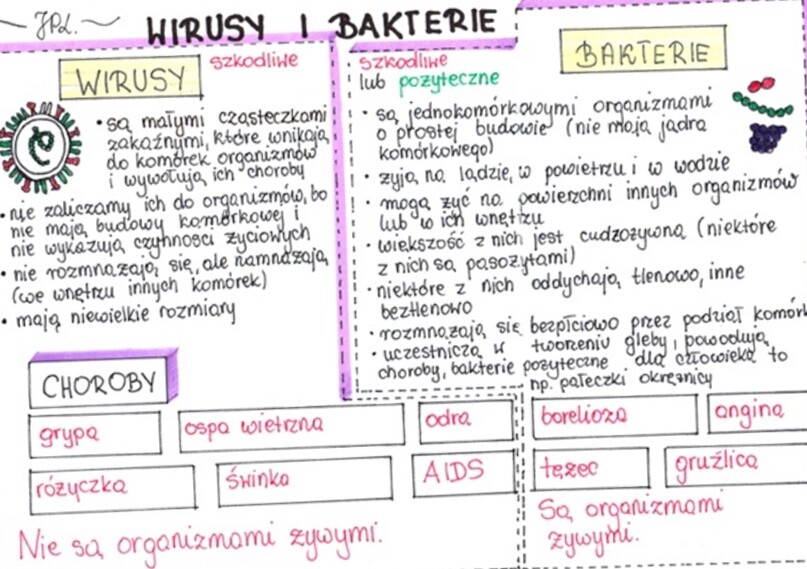 Wirusy i bakterie (sketchnotka)