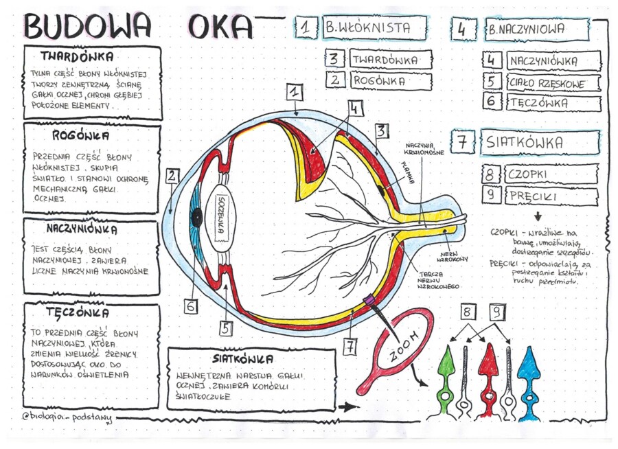 Budowa oka - klasa 7 - sketchnotka