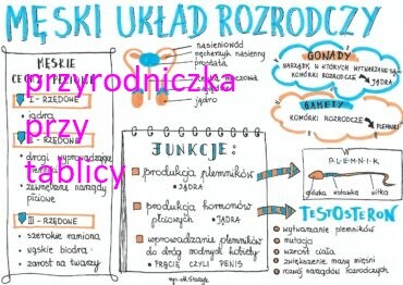 Klasa 7. Biologia. Męski układ rozrodczy.