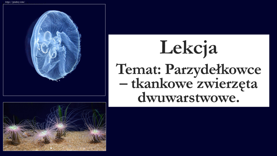 Klasa 6 - Parzydełkowce - prezentacja