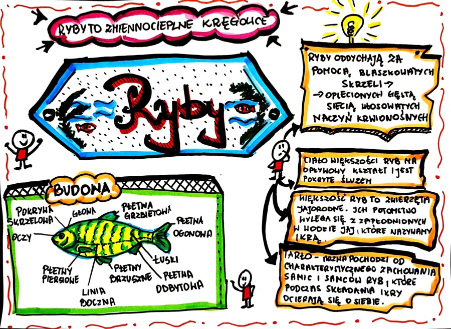 Klasa 6. Biologia. Ryby (karta pracy kolorowa)