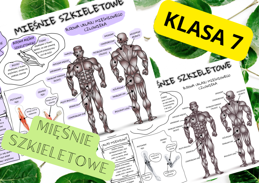 Biologia 7. Mięśnie szkieletowe- sketchnotka, notatka wizualna + wklejka do zeszytu