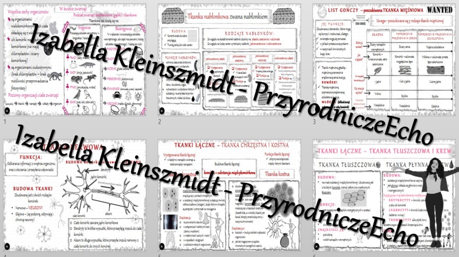 Zestaw sketchnotek – notatek do całego działu „Świat zwierząt” wykonanych w power point do edycji. Biologia 6