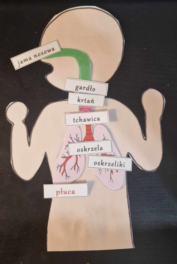 Budowa układów narządów człowieka – układanki do zalaminowania. Przyroda 4 / Biologia 7. Układy narządów człowieka. Przyroda 4, „Odkrywamy tajemnice ciała człowieka”.