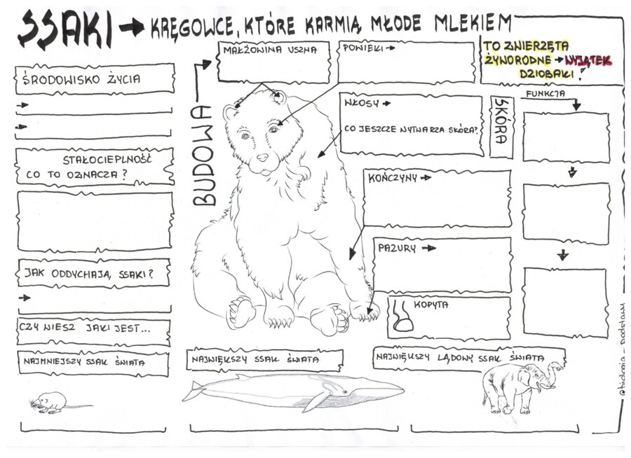 Ssaki - budowa ciała - klasa 6- KP