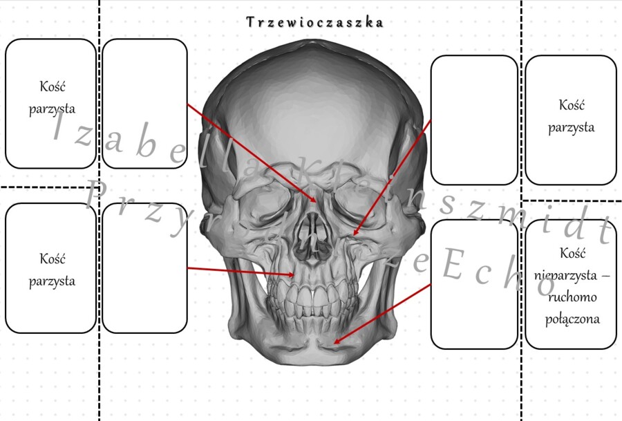 Notatka okienkowa „Budowa trzewioczaszki” – wykonana w power point do edycji. Biologia 7 . Temat „Budowa i rola szkieletu osiowego”, dział „Aparat ruchu”