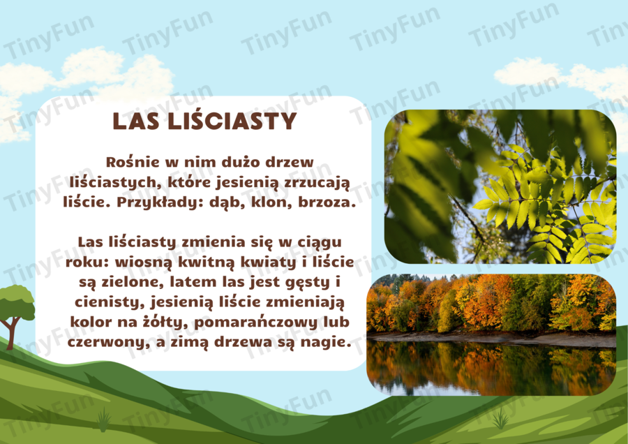 Prezentacja: Międzynarodowy Dzień Lasu – las, zwierzęta, warstwy lasu, edukacja przyrodnicza
