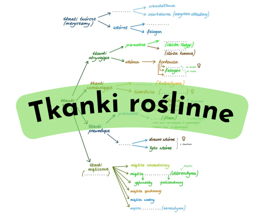 Tkanki roślinne - mapa myśli