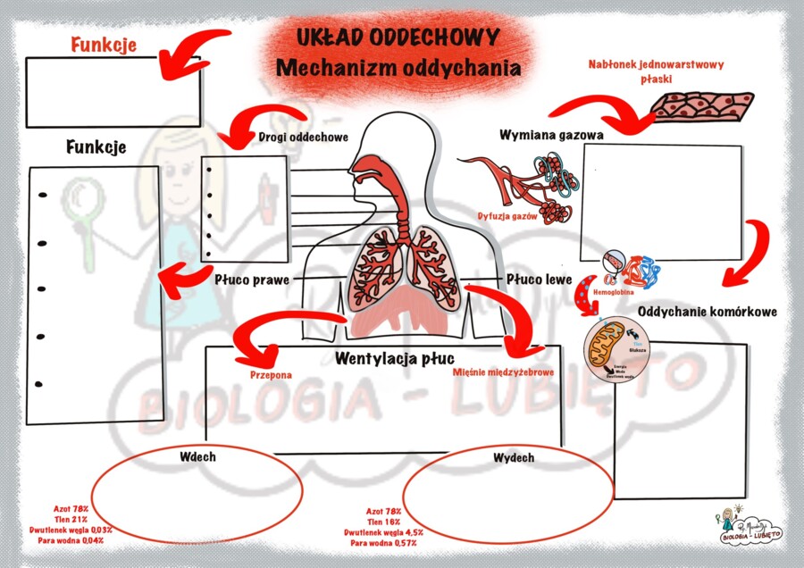 Biologia. Układ oddechowy, mechanizm oddychania. Karta pracy.