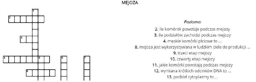 Mejoza - krzyżówka