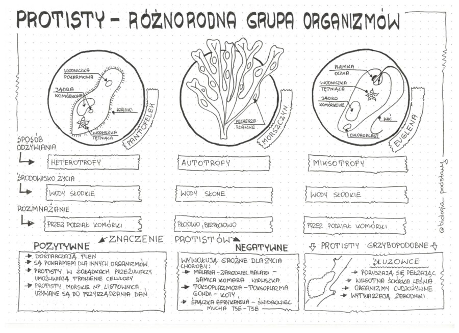 Klasa 5 - Różnorodność protistów - pakiet